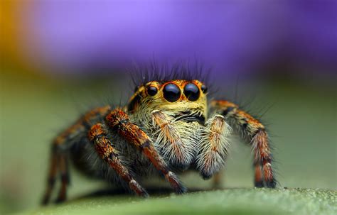 #729346 Insects, Spiders, Jumping spider, Glance, HDR - Rare Gallery HD ...