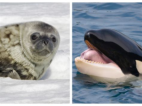 Orca Eating Seal