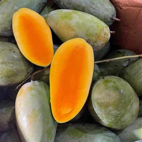 Kiojay Mango ( Grafted ) – Ashok Chakra Nursery