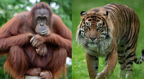 Mully VR 的图像结果