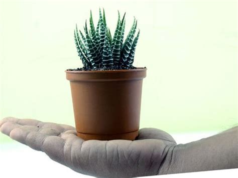 Buy Zebra Haworthia, Haworthia Fasciata - Plant online Nursery Nisarga