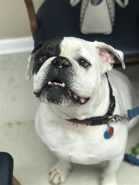 Pet Gallery Broad River Animal Hospital