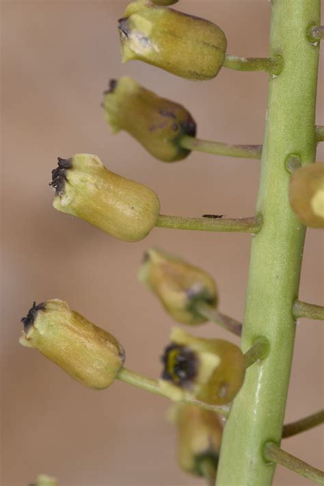 Muscari longipes subsp. longipes | Plants of the World Online | Kew Science