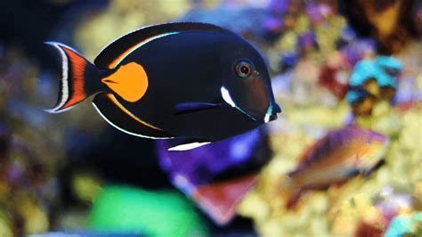 Achilles Tang Profile - Book of Neptune