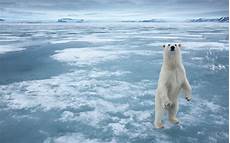 polar backgrounds animals white arctic polar snow frozen sea polar backgrounds animals white arctic polar snow frozen sea