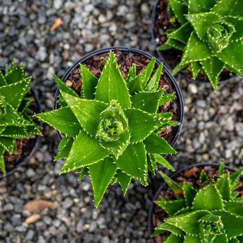 Aloe Vera Plant With Flower