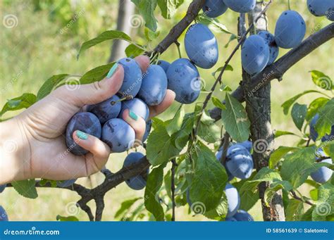 Plum Picking Season. Female Hand Picking Plum in the Field Stock Image ...