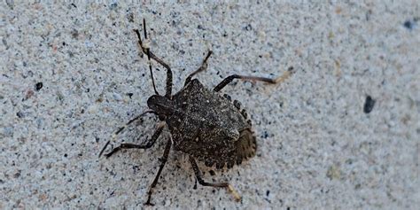 Stink bugs are invading homes as temperatures drop