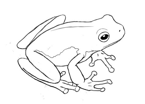 frog drawing base
