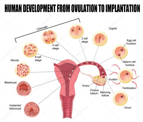 Image result for Human Fertilization Timeline
