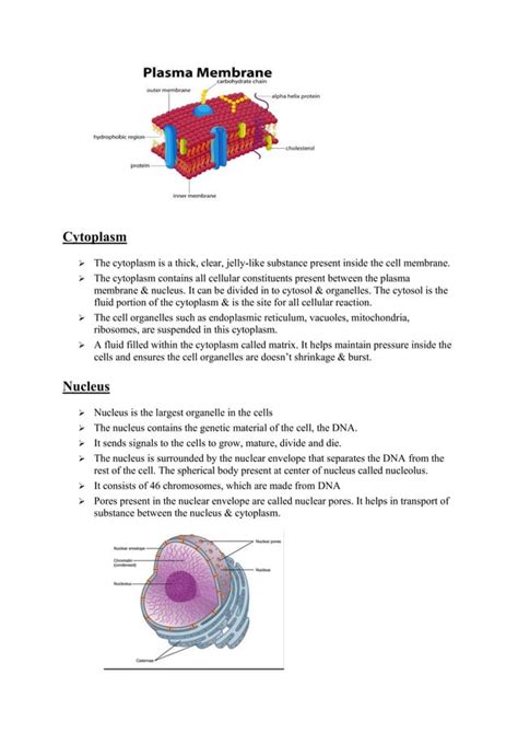 Cell Structure Notes 的图像结果