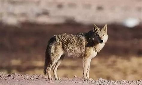 Editorial: Wolf’s lair