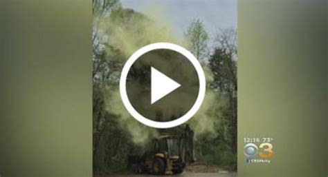 Image result for Pollen Coming Off Tree