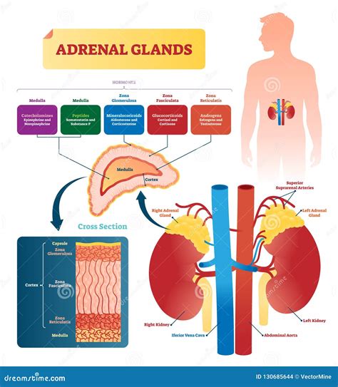 Adrenal Glands Vector Illustration. Labeled Scheme with Hormones Types ...