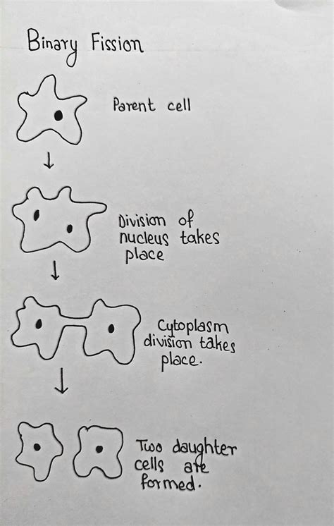 Explain the reproduction in amoeba - Brainly.in