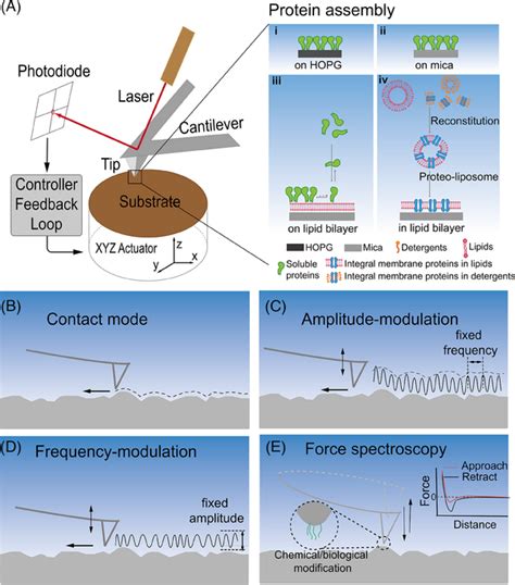 Image result for Atomic force microscopy AFM Principles