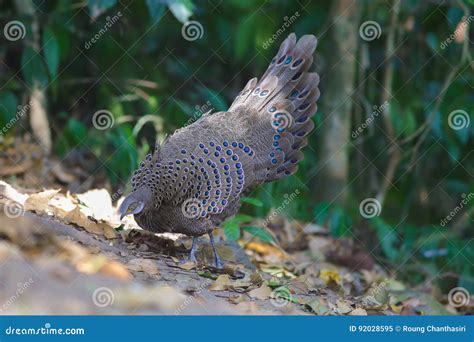 Grey Peacock Pheasant`s Family Stock Image - Image of pheasants ...