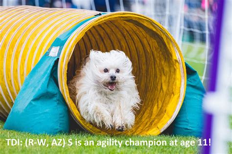 Therapy Dogs International