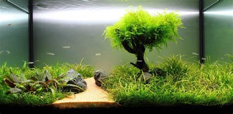 plant aquarium