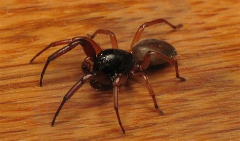 Broad-faced Sac Spider (Trachelas tranquillus): Facts, Identification ...