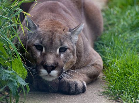 Cougar travels through Michigan and winds up in Connecticut