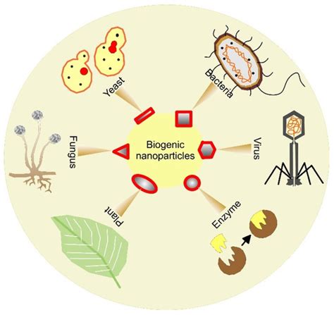 Updates on Biogenic Metallic and Metal Oxide Nanoparticles: Therapy ...
