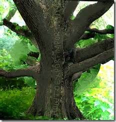 6 digit HS codes Chapter 06 LIVE TREES and OTHER PLANTS