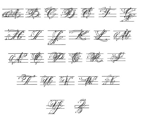 Calligraphy Alphabet for Beginners - Viviane Rodrigues