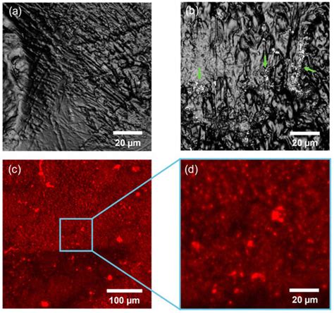 The Deposition of Hydroxyapatite Particles Within an Organic Matrix on ...