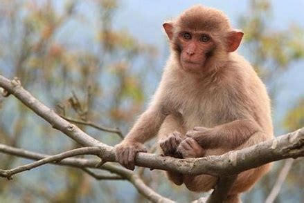 1992年出生属猴人2021年运势男性 29岁生肖猴男在2021年运气如何_华易算命网