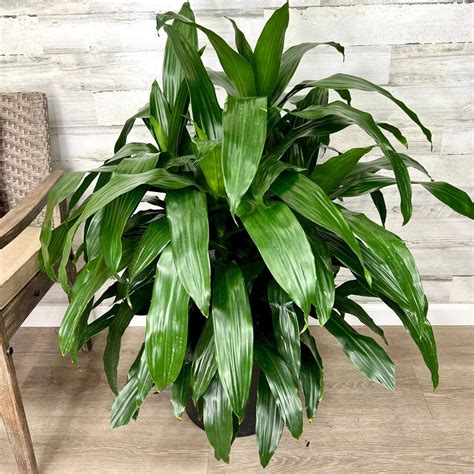 Dracaena Deremensis Janet Craig Green Corn Plant Dracaena