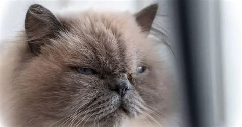 Image result for Grumpy Cat Origin