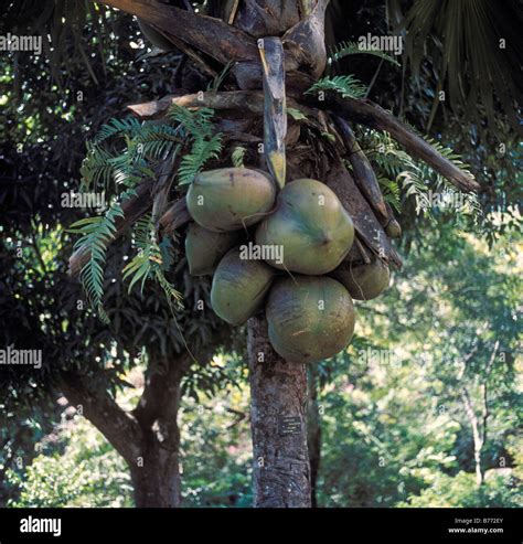 Coco de mer palme -Fotos und -Bildmaterial in hoher Auflösung – Alamy