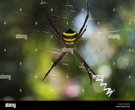 Black Spider With Yellow Stripes