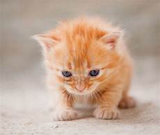 gatti persiani da adottare cerco in regalo gattino rossiccio tigrato petpassion gatti persiani da adottare cerco in regalo gattino rossiccio tigrato petpassion