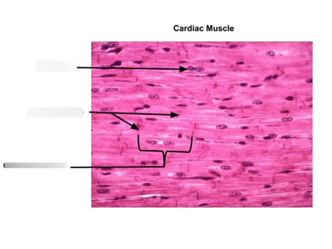 Cardiac Muscle Histology Diagram | Quizlet