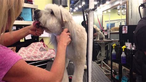village pet grooming
