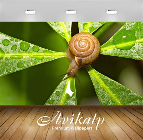Avikalp Exclusive Snail On Leaves AWI1217 HD Wallpapers for Living roo ...
