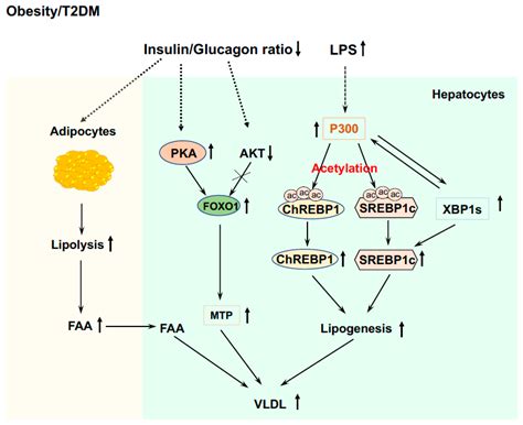 Regulation of Liver Glucose and Lipid Metabolism by Transcriptional ...