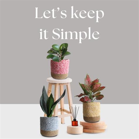 Buy Low Maintenance Indoor Plants Online from Greenkin