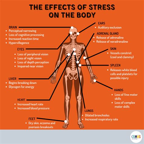 Effects Of Stress Stress | Insight Natural Health, LLC