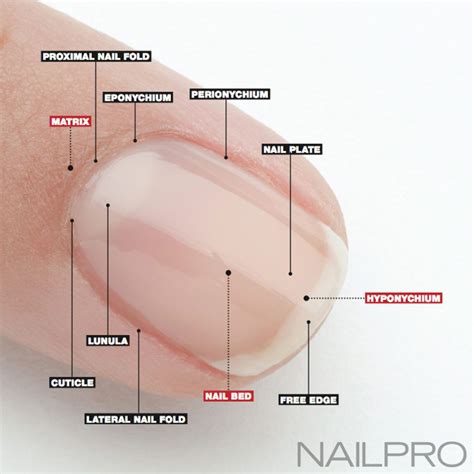 nail anatomy | Nail courses, Nail tech school, Nail cuticle