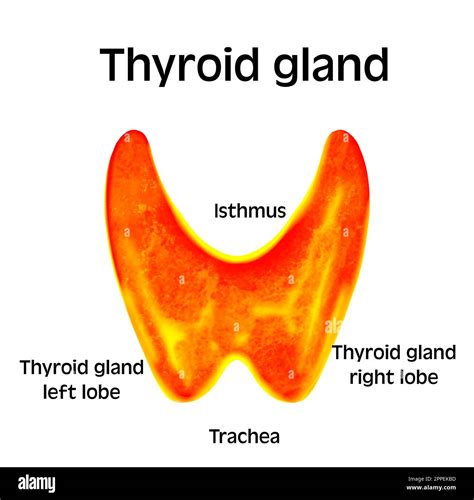Isthmus Of Thyroid Gland