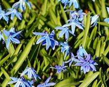 Image result for Blue Spring Flowers Perennial
