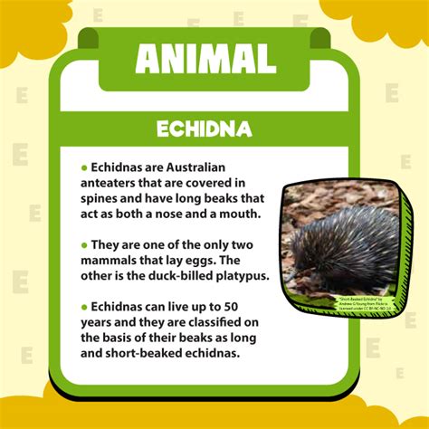 The Letter 'E' - Name, Place, Animal, Thing - Tinkle