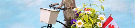 Download wallpaper flowers, bike, rendering, flag, protein, basket ...