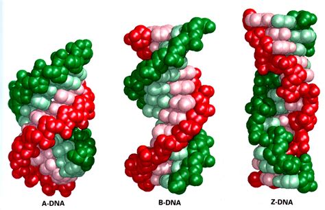 DNA的双螺旋结构_文档下载