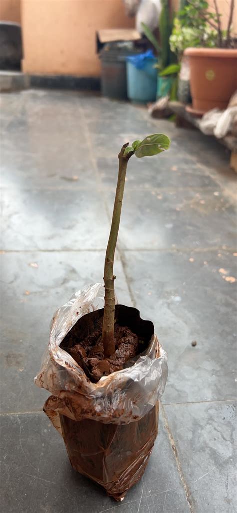 Bharat Herbs Care Live Kadam/Neolamarckia Cadamba Medicinal Plant (1 ...