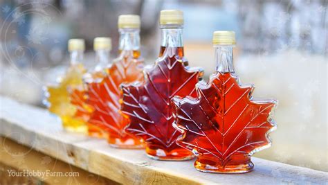 Image result for Real Maple Syrup