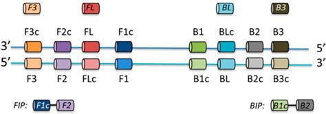 A Rapid, Sensitive, Low-Cost Assay for Detecting Hydrogenotrophic ...